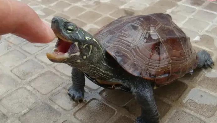 草龜的飼養方法和註意事項 中華草龜正確飼養方法