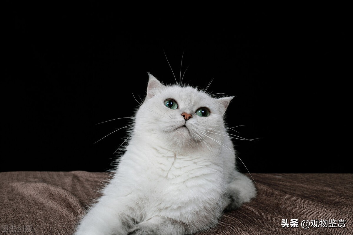 銀漸層屬於什麼品種的貓 盤點銀漸層貓的特點與價格