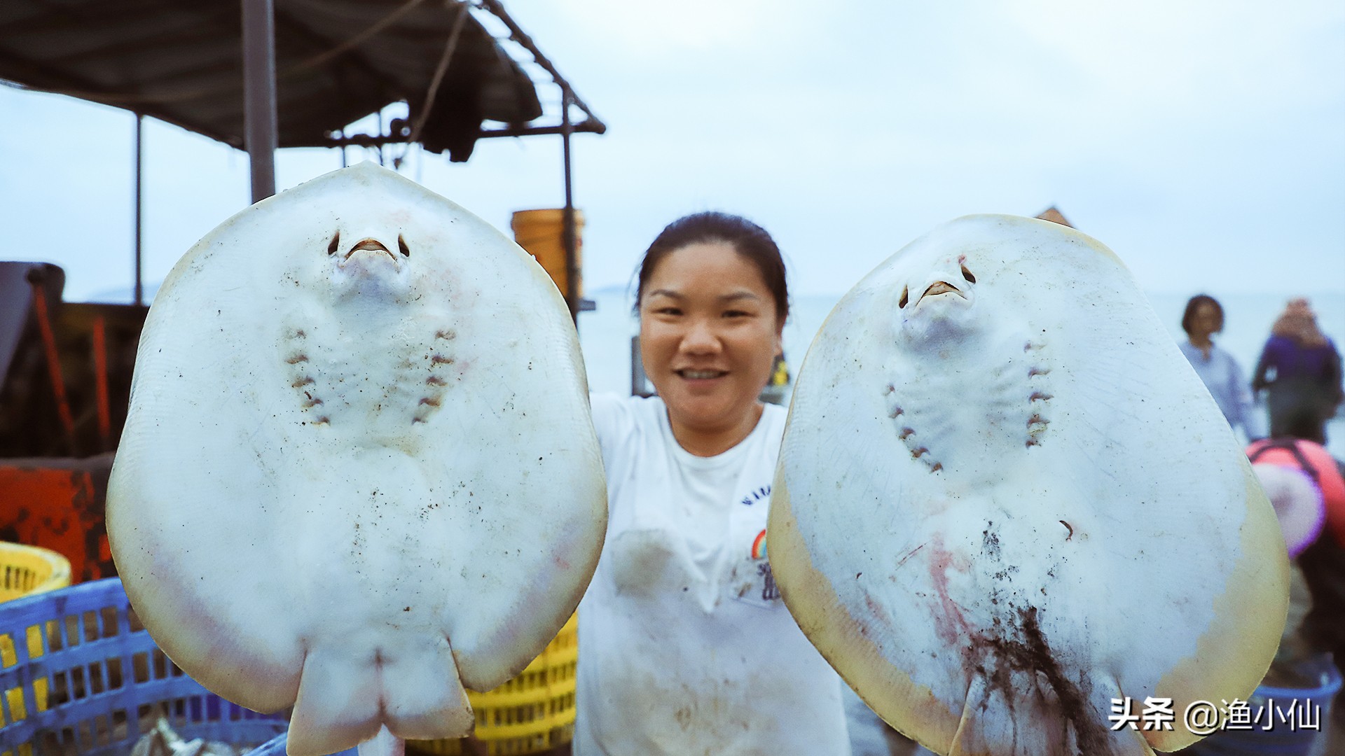 魔鬼魚又叫什麼魚 魔鬼魚屬於鯊魚嗎毒性有多強