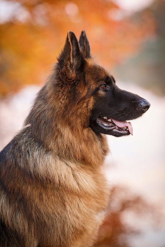 狼狗是什麼品種 中國農村俗稱的大狼狗哪個品種好