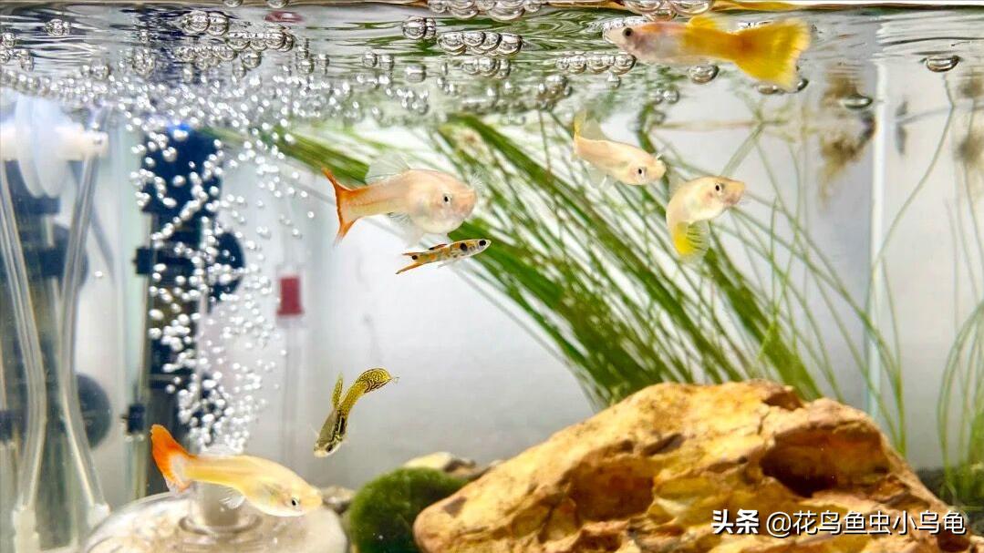 鳳尾魚多久繁殖一次 傢養熱帶鳳尾魚多長時間繁殖一次