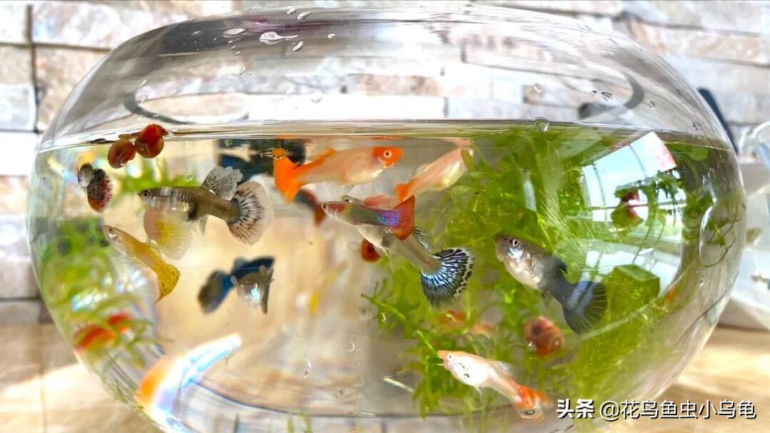 鳳尾魚多久繁殖一次 傢養熱帶鳳尾魚多長時間繁殖一次