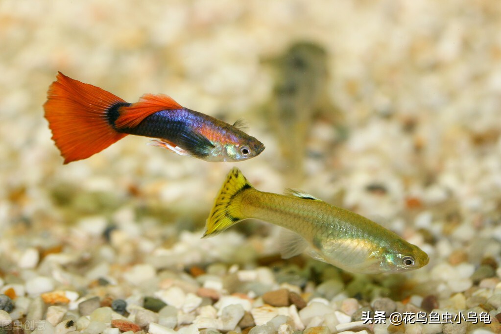 鳳尾魚多久繁殖一次 傢養熱帶鳳尾魚多長時間繁殖一次