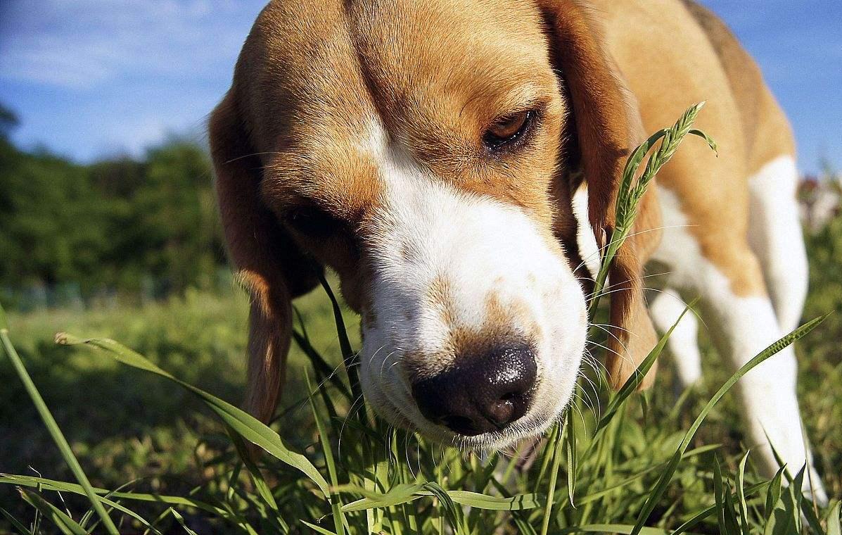 狗狗吃草要不要阻止 狗突然吃草預示著什麼現象