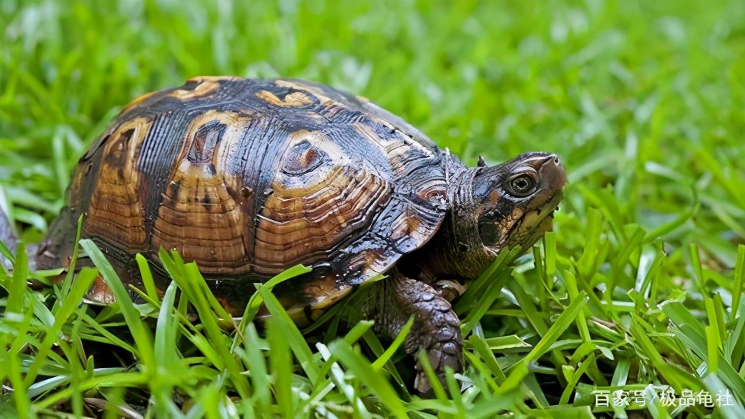 烏龜白眼病多久會死亡 烏龜眼睛白膜如何清理