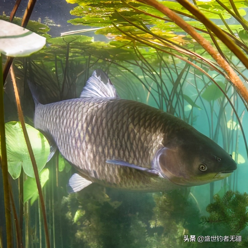 冬天釣草魚的最佳方法是哪種 冬天釣草魚用什麼餌料