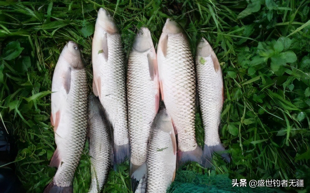 冬天釣草魚的最佳方法是哪種 冬天釣草魚用什麼餌料