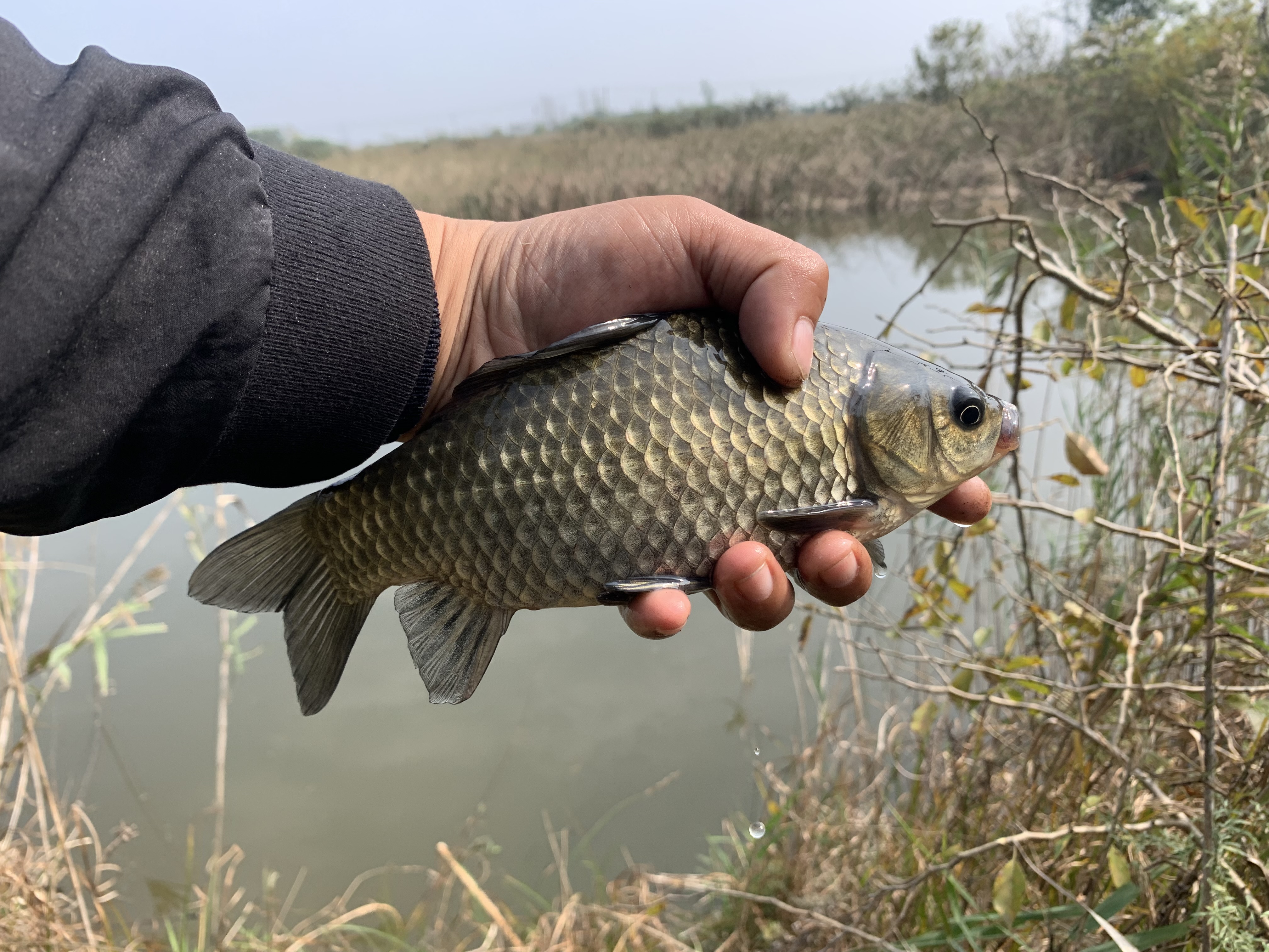 冬天釣鯽魚釣深水還是淺水 冬天釣鯽魚釣多深水