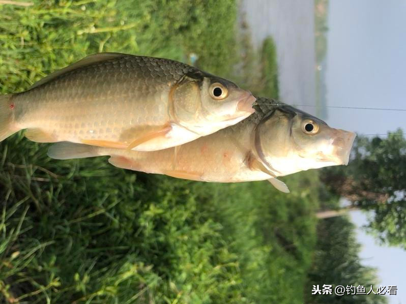 牛b鯽鯽魚窩料絕密配方 鯽魚窩料配方大全