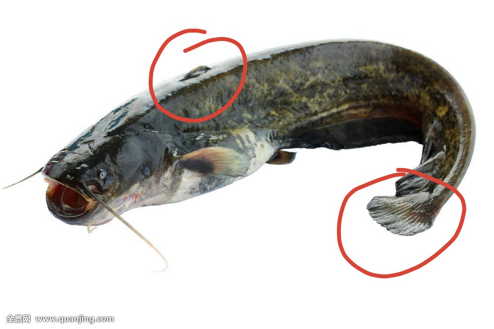 鮰魚和鯰魚一樣臟嗎 鮰魚和鯰魚的區別