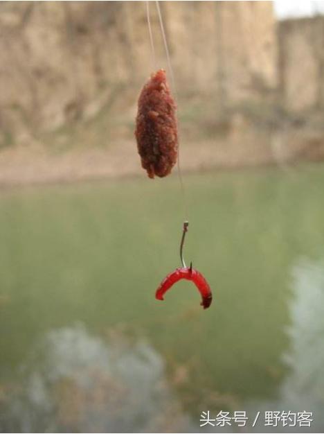 紅蟲魚餌怎麼掛鉤 紅蟲釣魚如何掛鉤