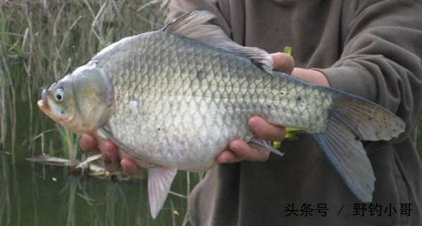 七星鉤釣法視頻 釣魚七星鉤的正確用法