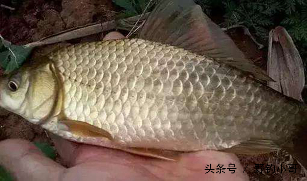 七星鉤釣法視頻 釣魚七星鉤的正確用法