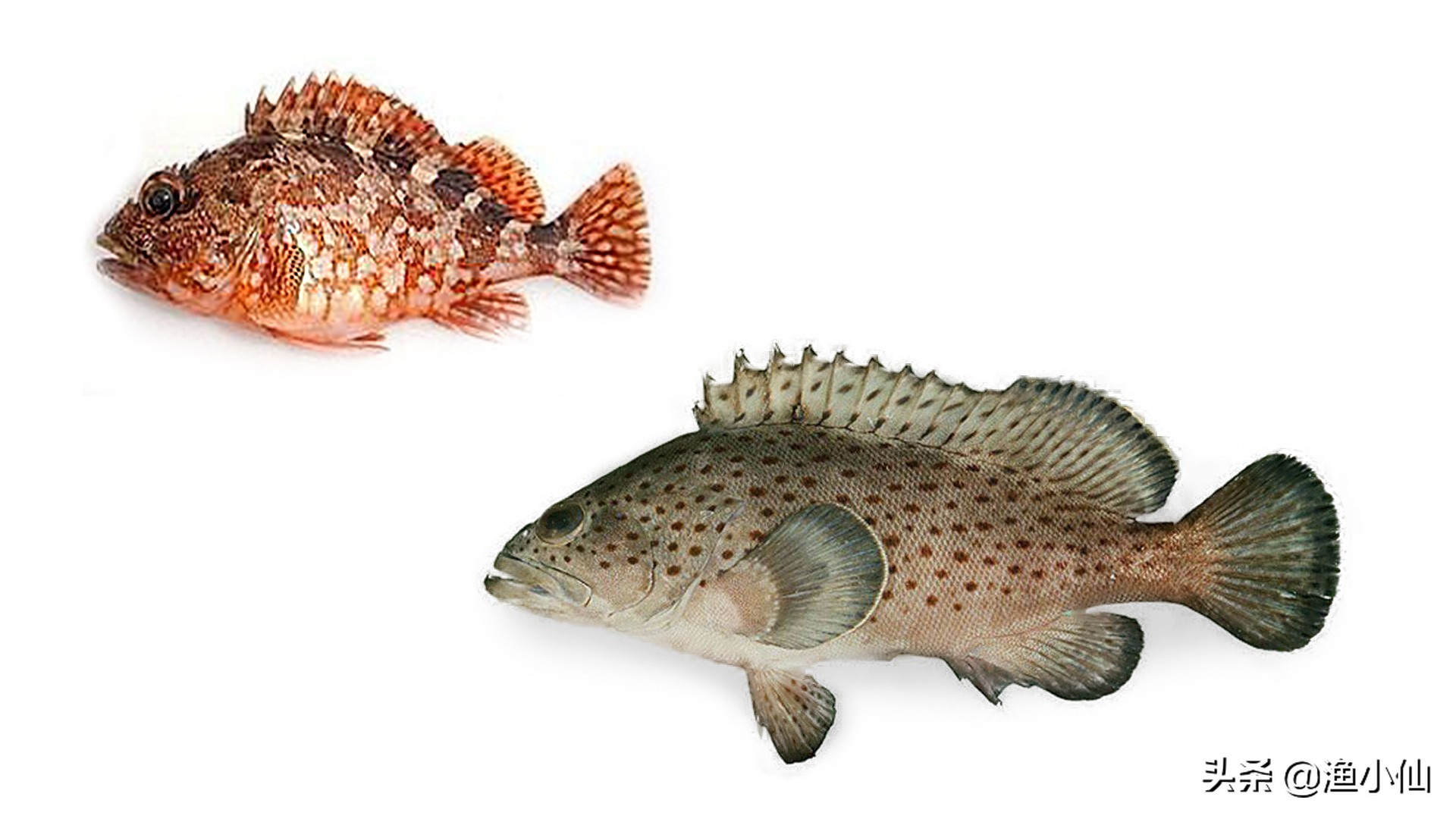 石九公魚多少錢一斤 石九公魚市場價一般是多少2023