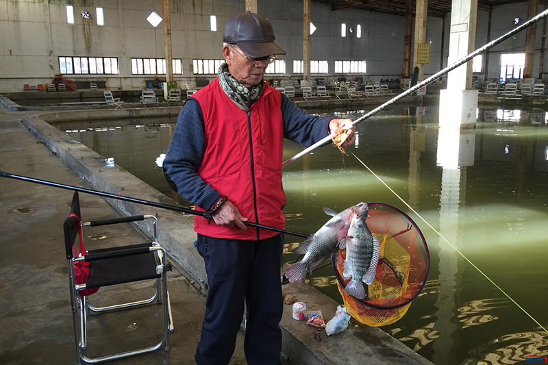 羅非魚喜歡吃什麼餌料 釣羅非魚用什麼餌料比較好一點