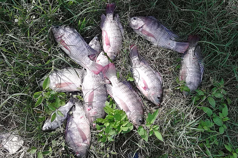 羅非魚喜歡吃什麼餌料 釣羅非魚用什麼餌料比較好一點