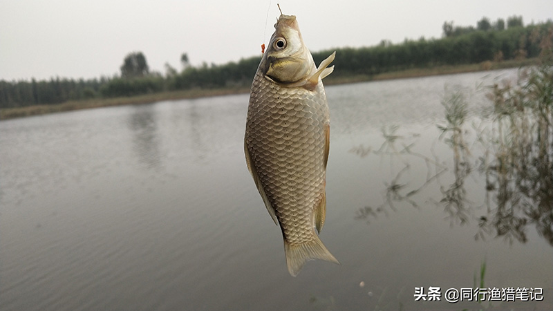 子線多長合適 冬季野釣鯽魚子線的長度留多長好