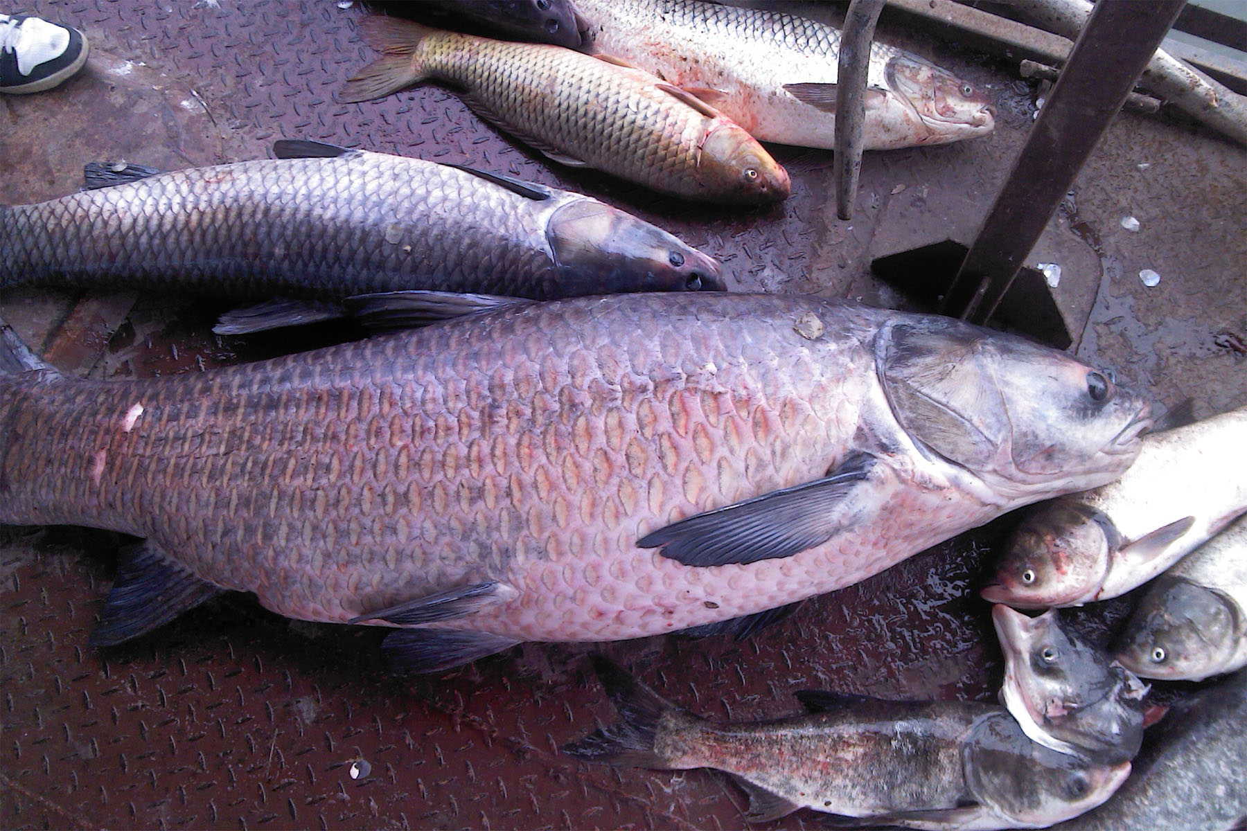 釣青魚用什麼餌料最好 青魚最喜歡吃什麼餌料