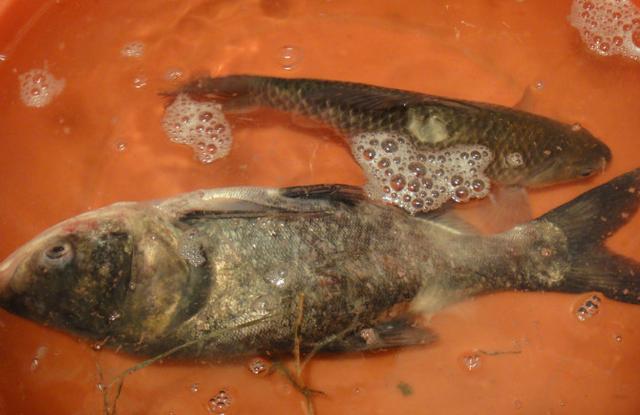 秋天釣釣鰱鳙釣多深 秋冬季節釣鰱鳙一般釣多深