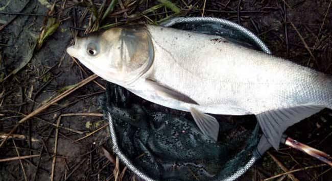 秋天釣釣鰱鳙釣多深 秋冬季節釣鰱鳙一般釣多深