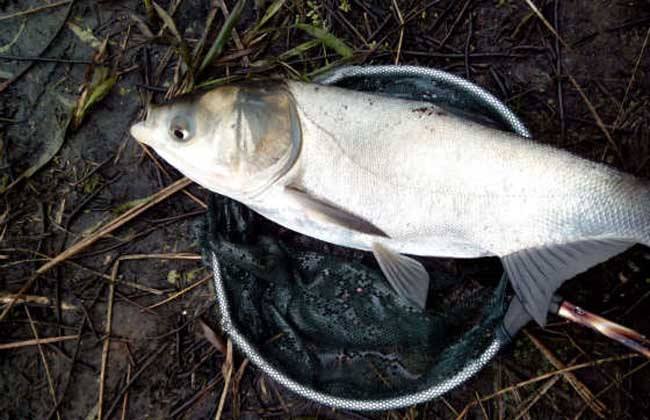 秋天釣釣鰱鳙釣多深 秋冬季節釣鰱鳙一般釣多深