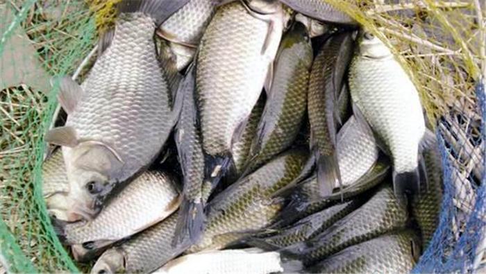 一種專釣野生鯽魚的中藥泡酒 野釣鯽魚中藥酒窩料經典配方