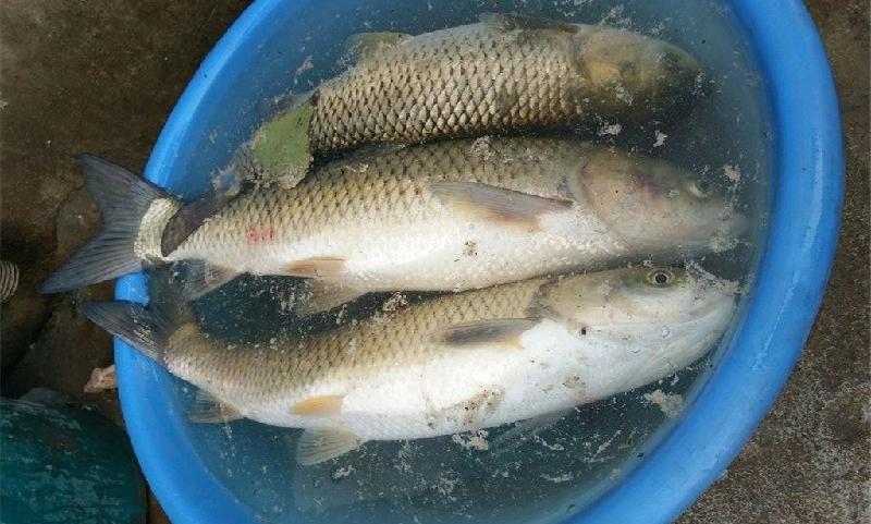 野生鯉魚用什麼釣最好 野外釣鯉魚的最佳方法