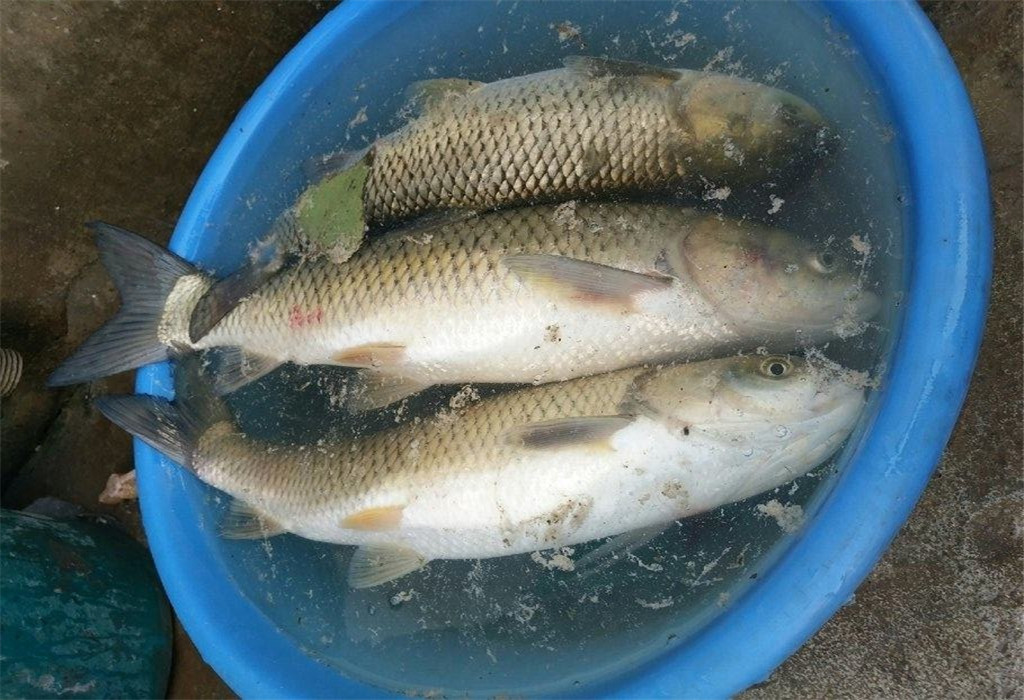 野生鯉魚用什麼釣最好 野外釣鯉魚的最佳方法