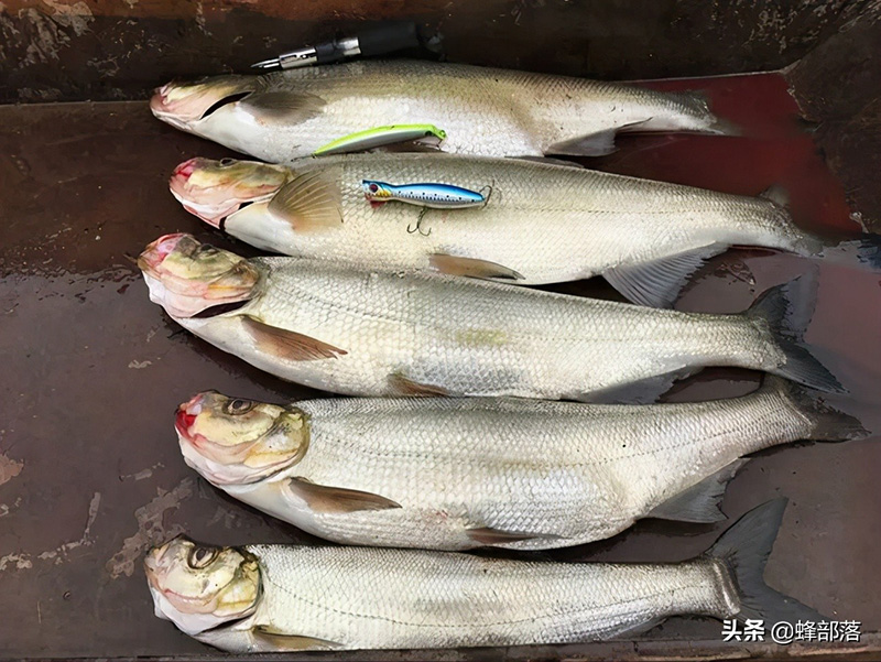 鳡魚多少錢一斤 2023鳡魚市場價多少錢一斤