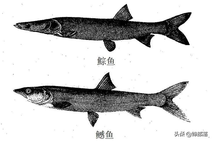 鳡魚多少錢一斤 2023鳡魚市場價多少錢一斤