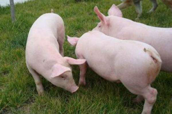 內三元豬和外三元豬有什麼區別 內三元豬和外三元豬哪個好