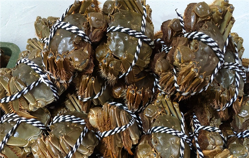 捆著的活螃蟹怎麼保存時間長 綁好的活螃蟹的最佳保存方法