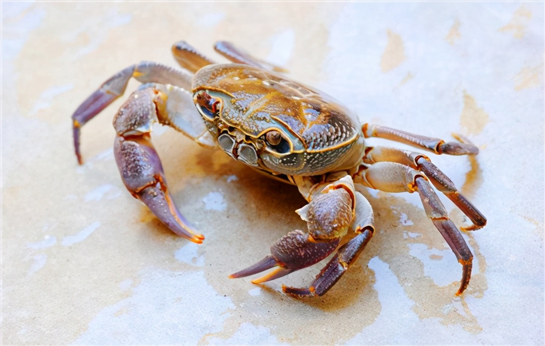 捆著的活螃蟹怎麼保存時間長 綁好的活螃蟹的最佳保存方法
