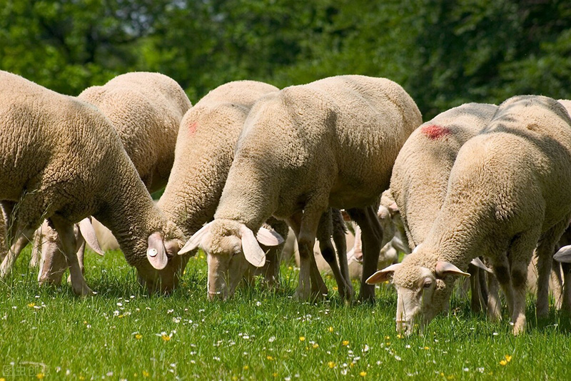 羊懷孕幾個月生小羊羔 奶羊懷孕多少天下羊羔