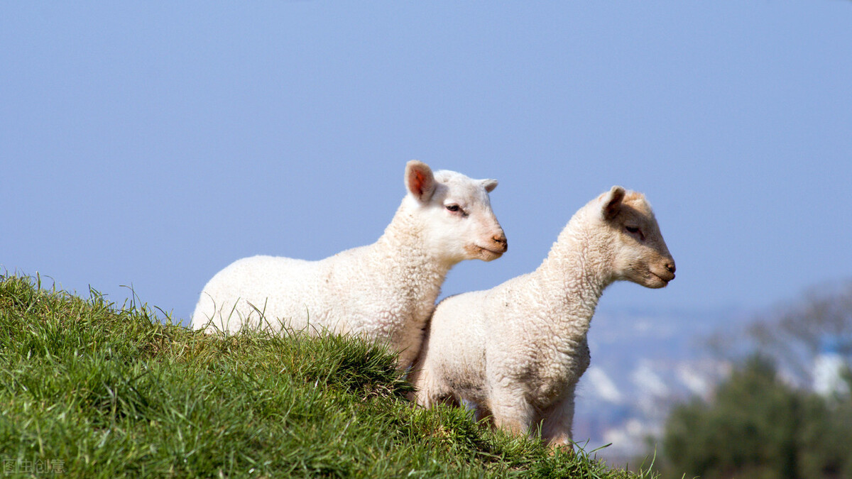羊懷孕幾個月生小羊羔 奶羊懷孕多少天下羊羔