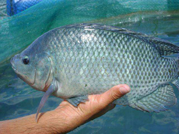 羅非魚養殖方法與技術 羅非魚怎麼養殖最快長大