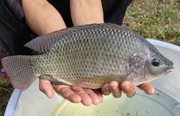 羅非魚養殖方法與技術 羅非魚怎麼養殖最快長大