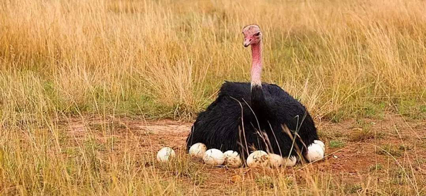 一隻鴕鳥一年下幾個蛋 鴕鳥多大開始下蛋能下多少枚