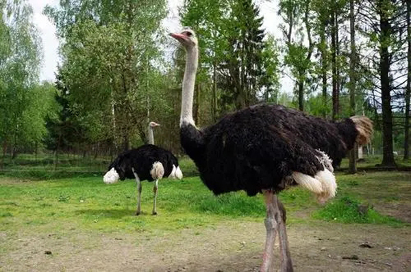 一隻鴕鳥一年下幾個蛋 鴕鳥多大開始下蛋能下多少枚