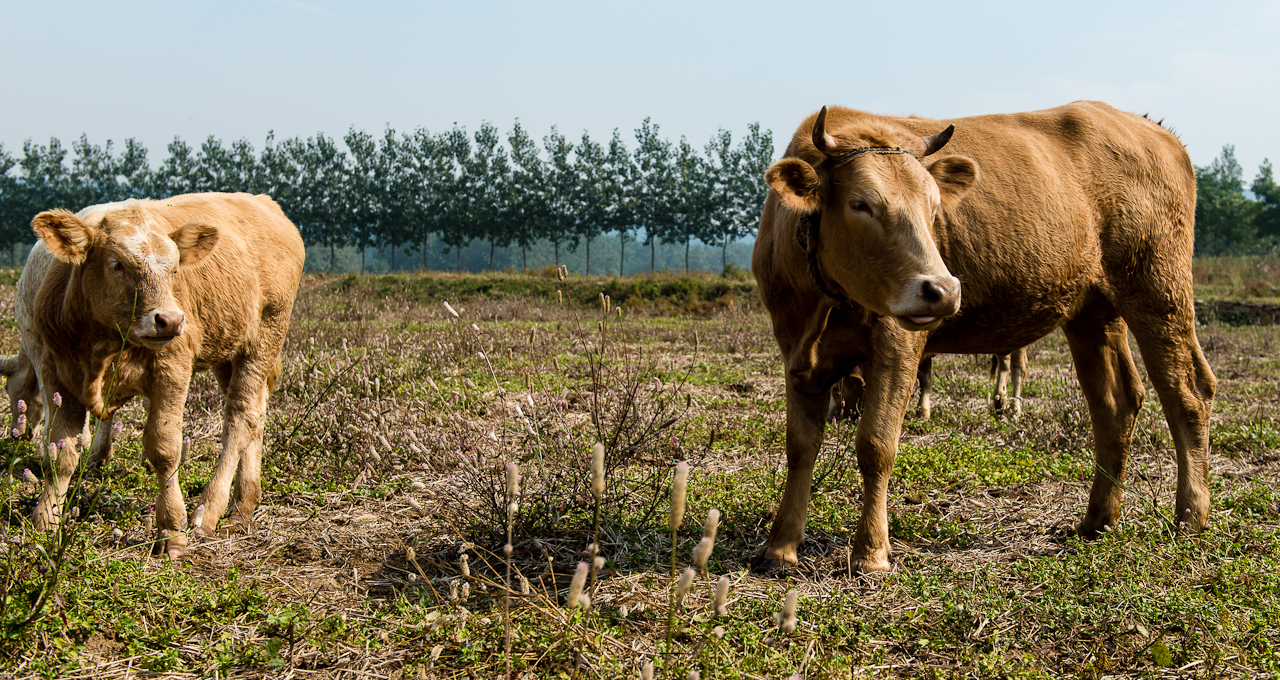 喂牛的最佳飼料配方 農村養育肥牛喂什麼飼料最好