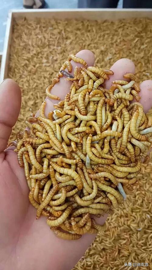 大麥蟲養殖技術和步驟 大麥蟲怎麼養