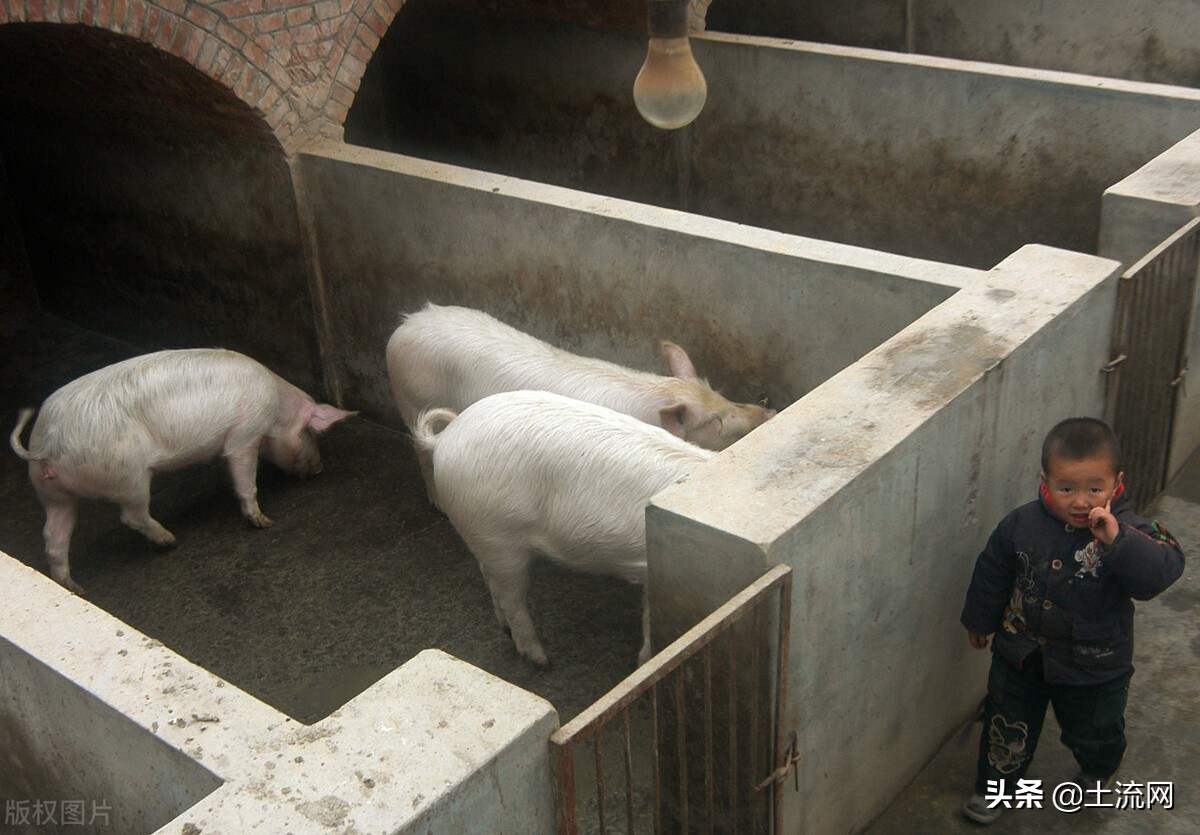 小型養豬場投資多少錢 建一個養豬場需要多少錢