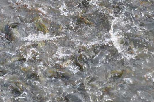 草魚魚苗養殖技術 最新草魚水花魚苗養殖技術