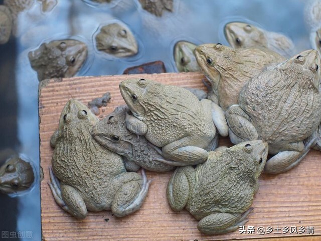 牛蛙養殖技術的培訓 牛蛙養殖方法和技術大全