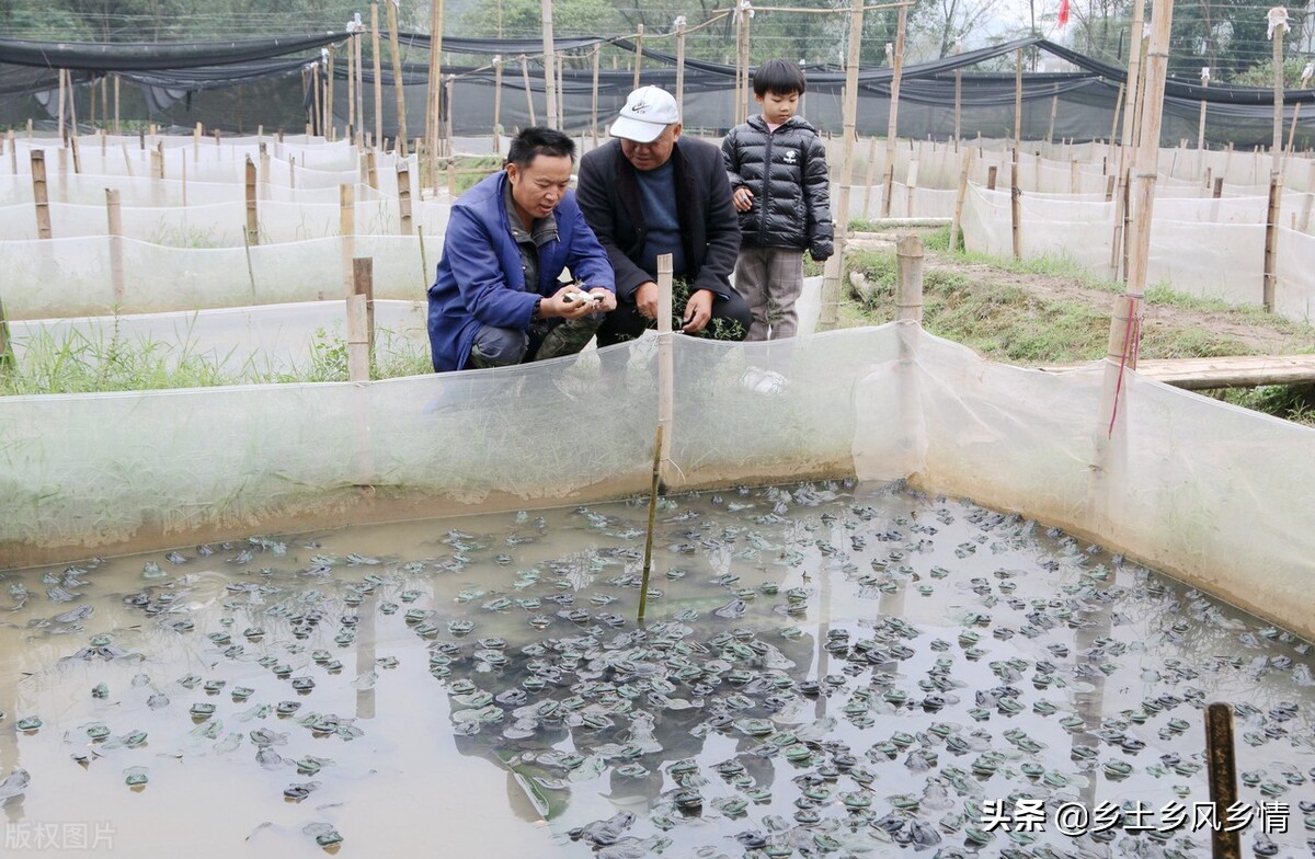 牛蛙養殖技術的培訓 牛蛙養殖方法和技術大全