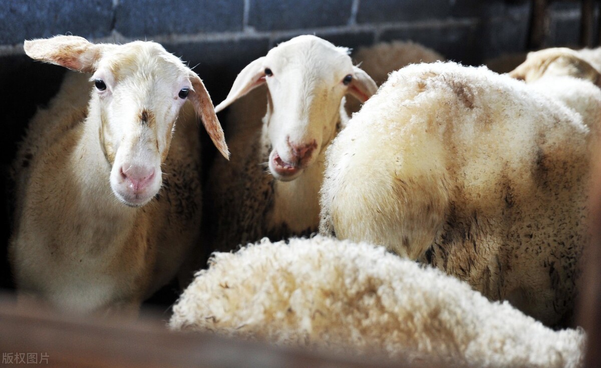養羊技術及羊的養殖方法 羊的養殖技術及飼養管理