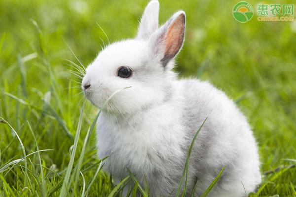 養殖兔子的成本與利潤分析 養兔子的成本有多高利潤有多高