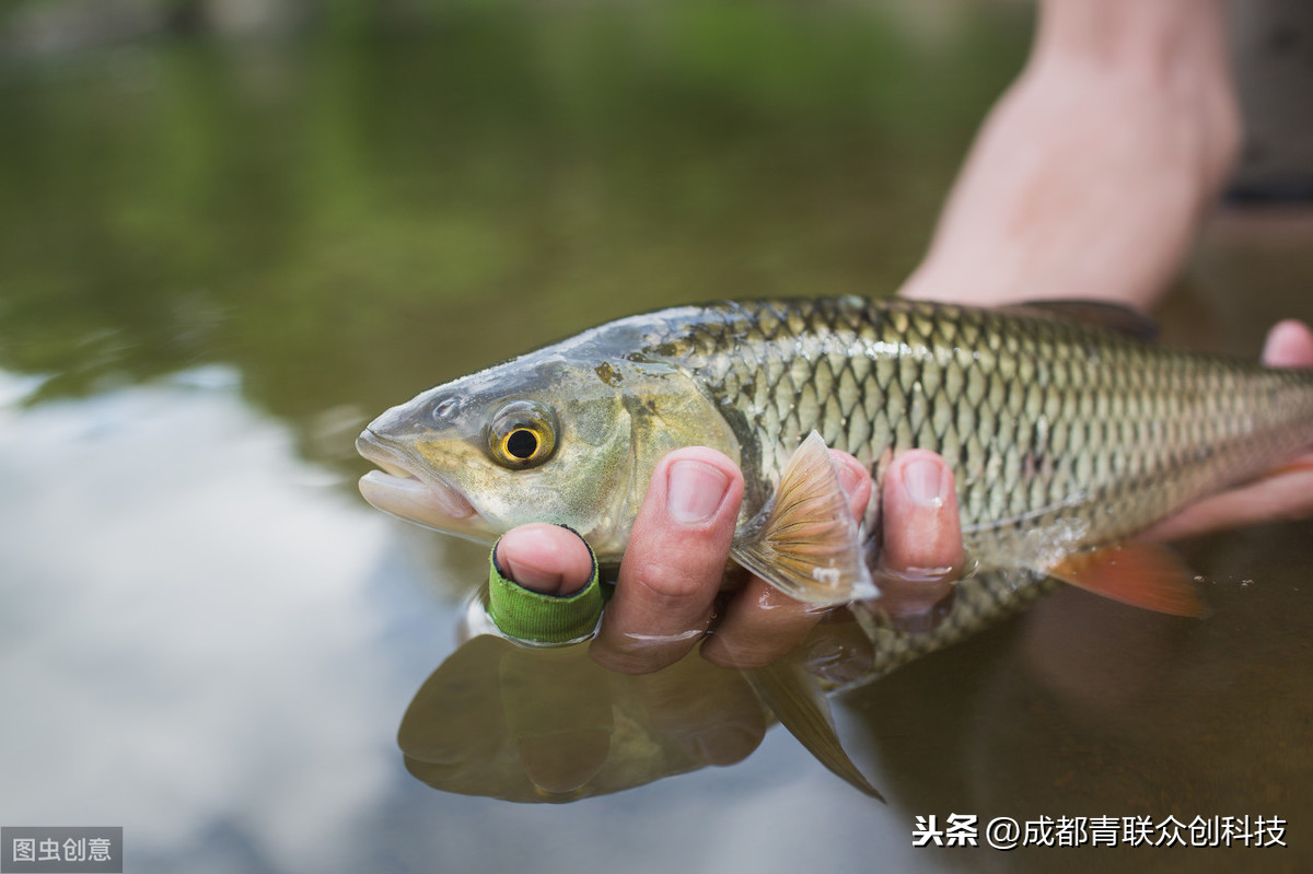 花鰱魚的最佳養殖方法 2023花鰱魚的最新高產養殖技術