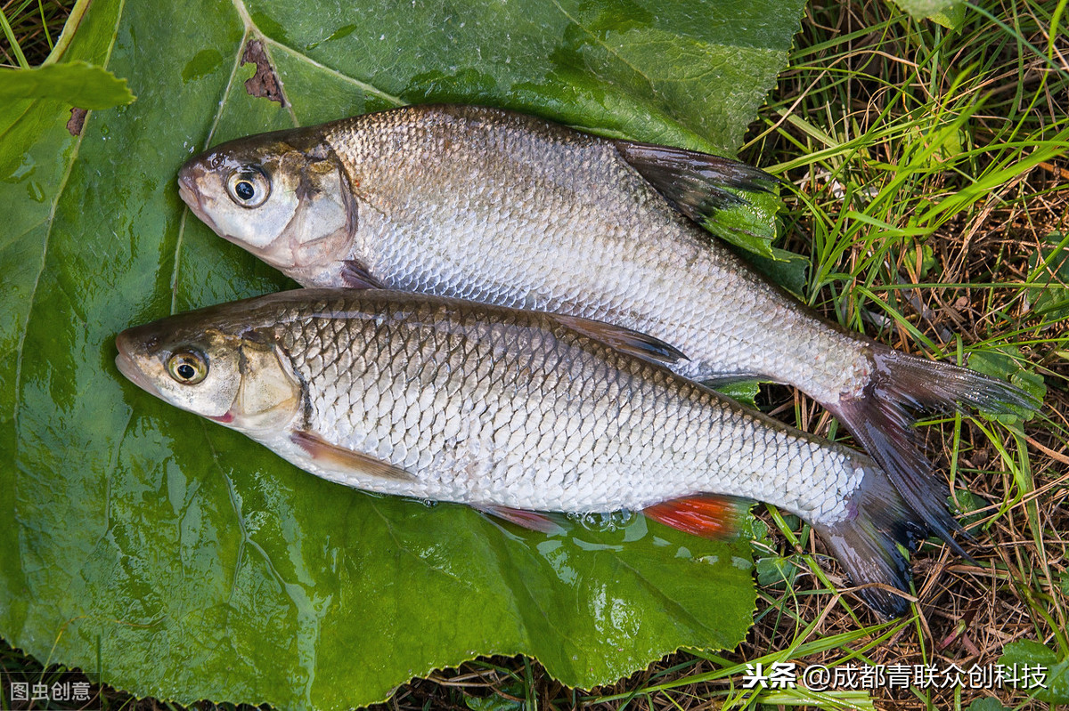 花鰱魚的最佳養殖方法 2023花鰱魚的最新高產養殖技術