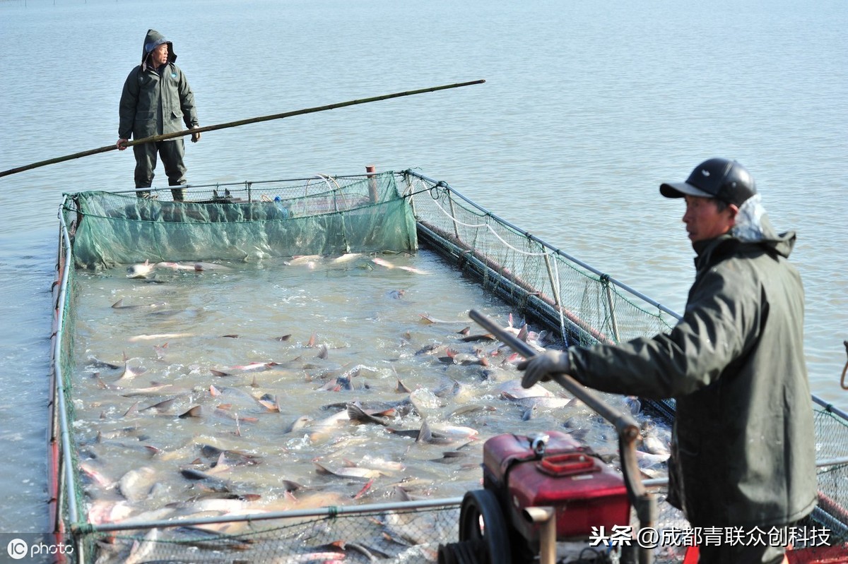 花鰱魚的最佳養殖方法 2023花鰱魚的最新高產養殖技術